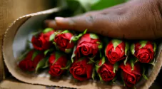 Flores